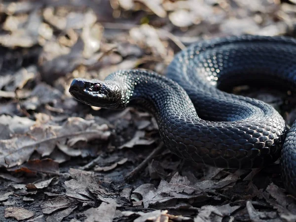 森の葉でゾッと黒い危険なヘビ — ストック写真