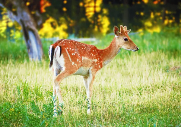 Deer at the grass at the meadow cute