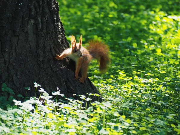 Σκίουρος Χαριτωμένο Στο Δέντρο Στο Καταπράσινο Γρασίδι Κοιτάζοντας Την Κάμερα — Φωτογραφία Αρχείου