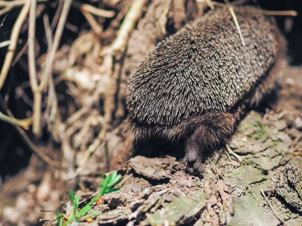 Egel Reizen Het Bos — Stockfoto