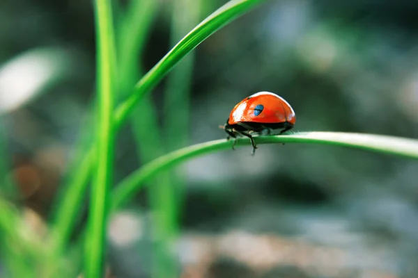 Joaninha Grama Verde Mostra Sua Bolsa — Fotografia de Stock