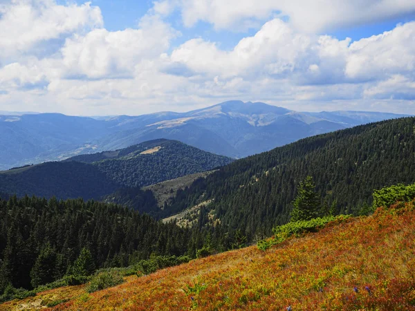 Carpatian Montanhas Topview Floresta Verde — Fotografia de Stock