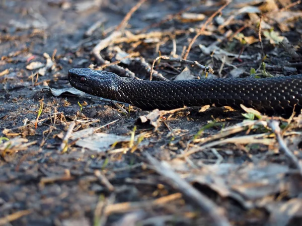 Černý Nebezpečným Hadem Lese Listy — Stock fotografie