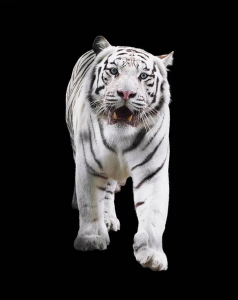 Tigre Branco Olhando Para Frente Isolado Preto — Fotografia de Stock