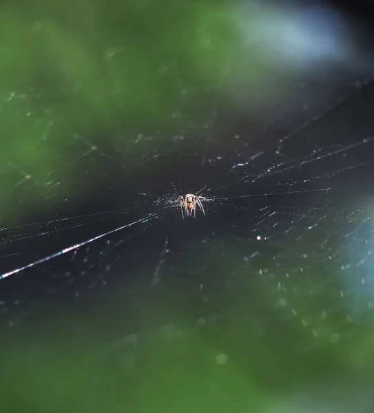 空気でネットの真ん中に座ってクモ — ストック写真