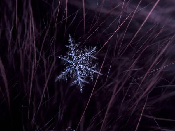 Schneeflocke Schön Auf Dem Bunten Hintergrund Makro — Stockfoto