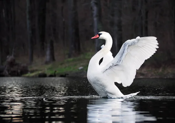 White Swan Landing Lake — Stock Photo, Image