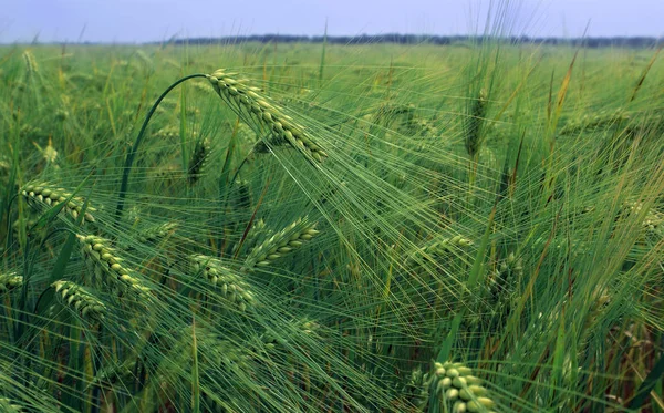 Пшеничное Ухо Поле — стоковое фото