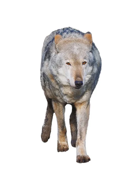 Λύκος Στέκεται Γκρι Πλήρες Μέγεθος Χαριτωμένο — Φωτογραφία Αρχείου