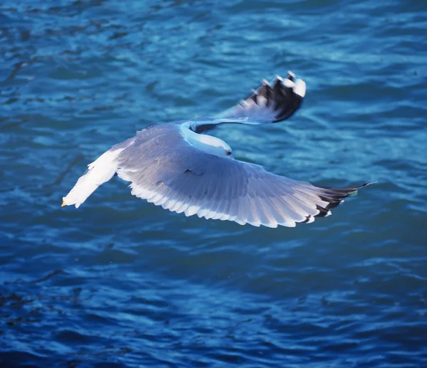 Seagul Flyger Över Havet Nära Bergen — Stockfoto