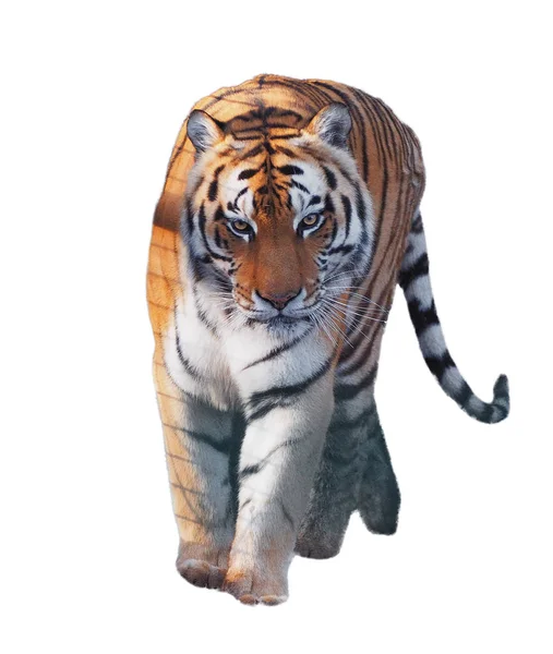Тигр Прогулка Полный Рост Изолированы — стоковое фото
