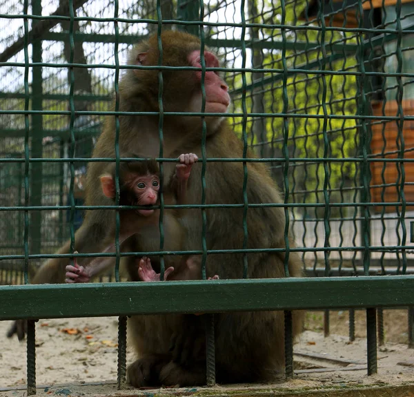 Scimmie Sorpreso Madre Con Bambino — Foto Stock