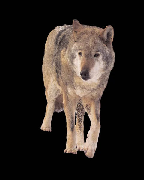 Wolf Met Grijze Fullsize Schattig — Stockfoto