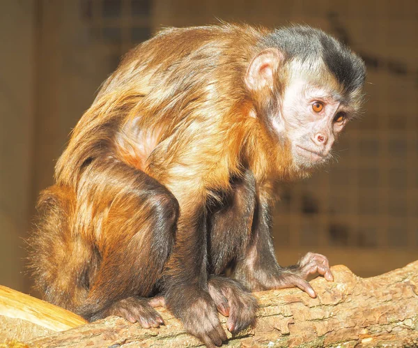 Scimmia Rossa Sole Vicino — Foto Stock