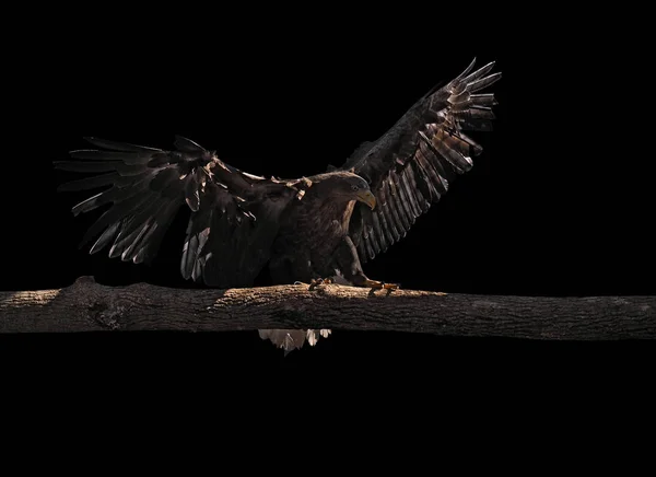 老鹰登陆在被隔绝的木头在黑 — 图库照片