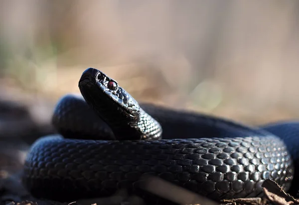 Czarny Wąż Zwinięty Kulkę Patrząc Kamery — Zdjęcie stockowe