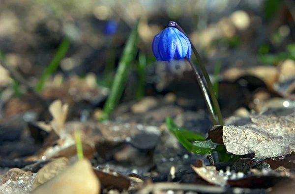 Snowdrop Sur Dessus Avec Glace — Photo