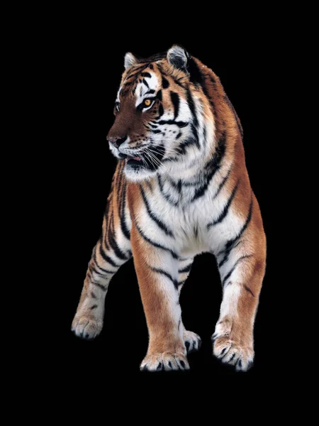 Tiger Isoliert Auf Schwarzem Stand Voller Größe — Stockfoto