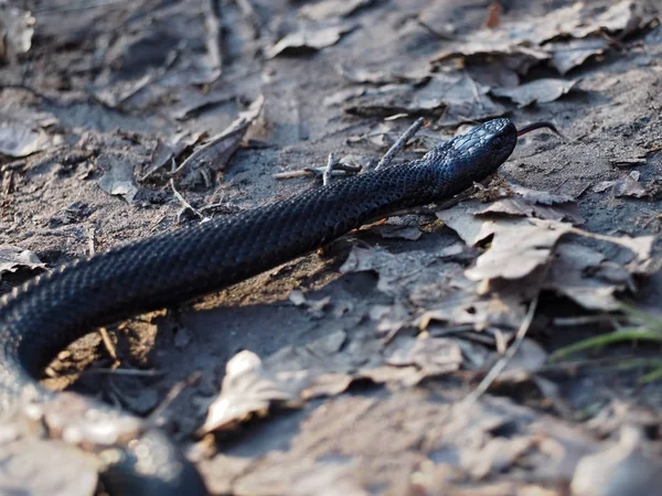 Schwarze Schlange Kriecht Den Wald — Stockfoto