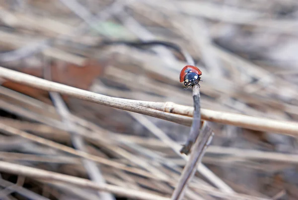 Uğur Böceği Bir Spikelet Geliyor — Stok fotoğraf