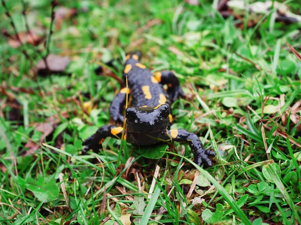 Salamandra Carpatian 산에서 잔디에서 — 스톡 사진