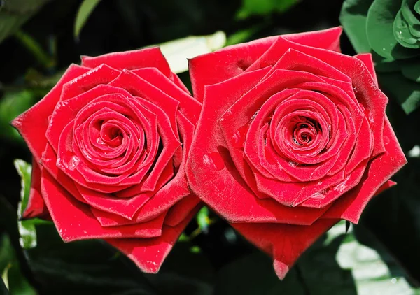 Róża Czerwona Deszczu Bliska Trawie Kilka — Zdjęcie stockowe