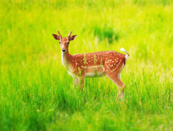 Deer Grass Meadow Cute — Stock Photo, Image