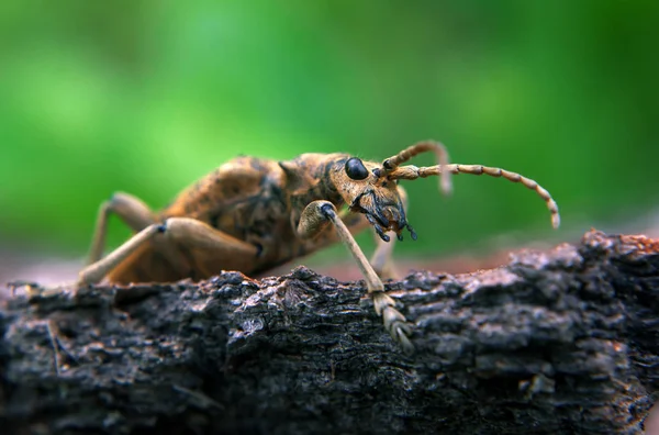 Braune Wanze Auf Dem Grünen Blatt Grüßt — Stockfoto