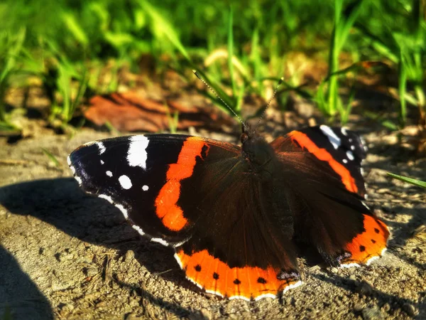 Butterfly Aglais Urticae Sitting Ground Green Grass — Stock Photo, Image