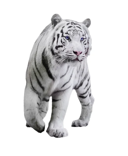 White Big Tiger Panthera Tigris Bengalensis Walking Isolated White — Stock Photo, Image