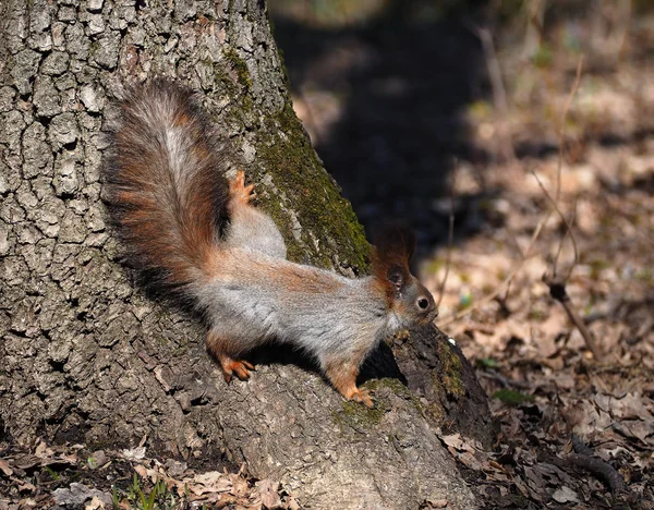 Esquilo Vermelho Árvore Subindo Até Chão — Fotografia de Stock