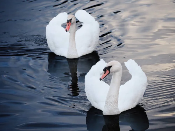 Cisne Blanco Sudando Hermoso Lago —  Fotos de Stock