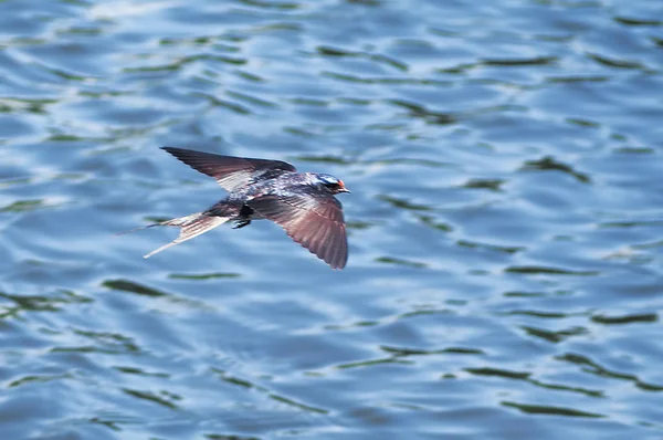 Tragar Vuelo Sobre Lago — Foto de Stock