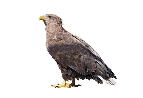 Adler Steht Voller Größe Isoliert Bei Weiß — Stockfoto