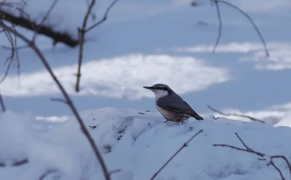 Vogel Boomklever Sneeuw — Stockfoto