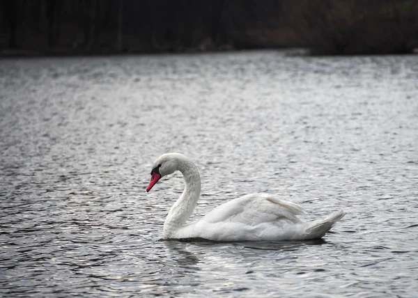 White Swan Lake Top View — Stock Photo, Image