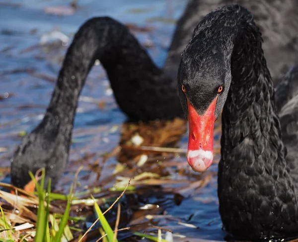 Black swan sweams greasfully at the blue lake close-up looking angry at the camera