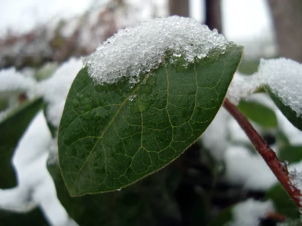 Снег Лед Замерзшем Зеленом Листе — стоковое фото