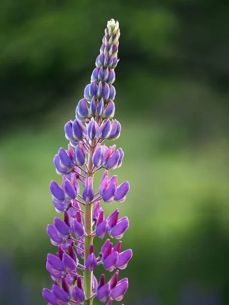 Blume Eine Lupinenblüte Blau Aus Nächster Nähe — Stockfoto