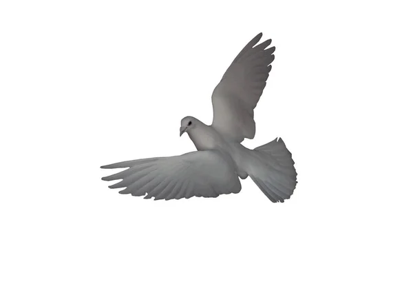 White Dove Flight Isolated White Back View Turning Looking Camera — Stock Photo, Image