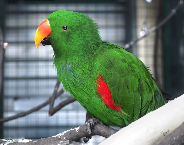 Loro Verde Rama Cerca — Foto de Stock