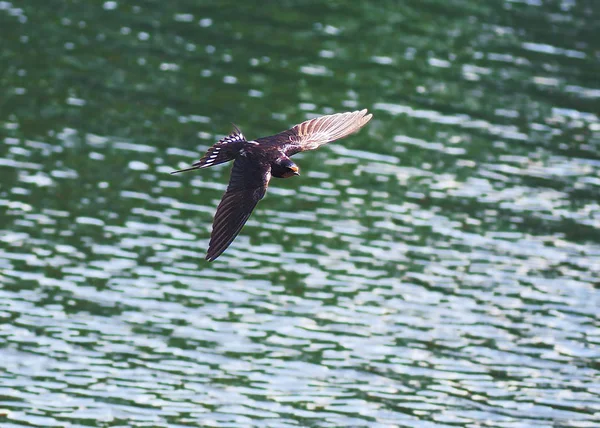 Tragar Vuelo Sobre Lago — Foto de Stock