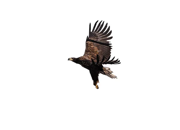 Aquila Profilo Volante Nero Isolato Bianco — Foto Stock