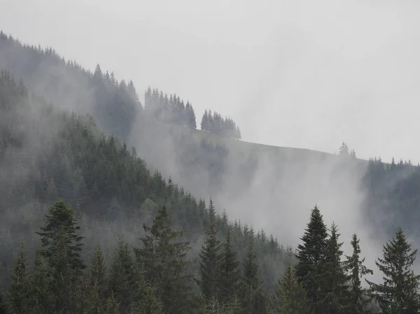 Carpatian 山霧と松の森の霧 — ストック写真