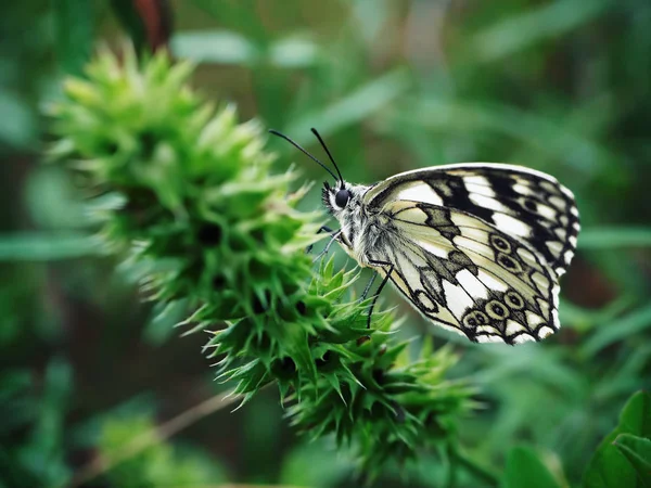 かわいい緑の芝生の上で蝶サウス Melanargia — ストック写真