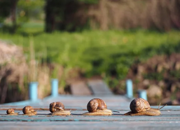 Snails Viagem Familiar Corridas Rápido Uma Fileira — Fotografia de Stock