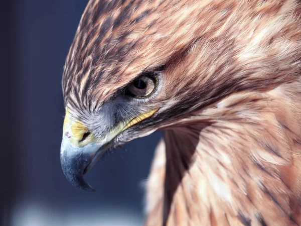 Hawk Buteo Close Rode Blauwe Tonen Neer Kijken — Stockfoto