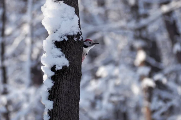 Specht Dendrocopos Medius Schaut Vom Schneebedeckten Baum — Stockfoto