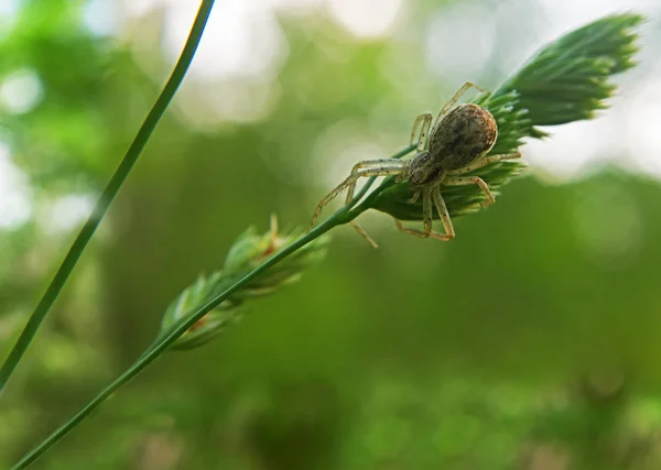 Bruine Spider Draait Groene Plant — Stockfoto