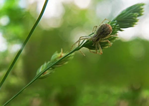 Aranha Marrom Correndo Planta Verde — Fotografia de Stock